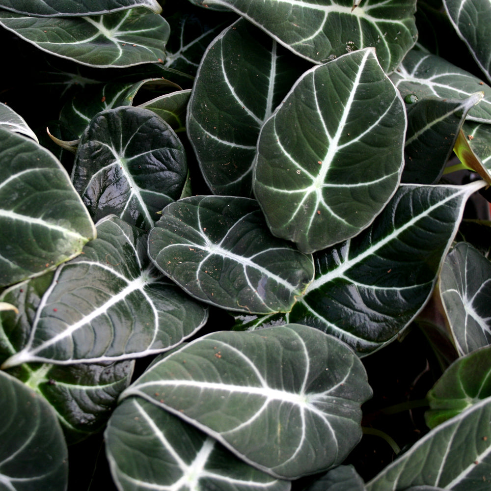 
                      
                        Alocasia reginula 'Black Velvet', Black Velvet Alocasia
                      
                    