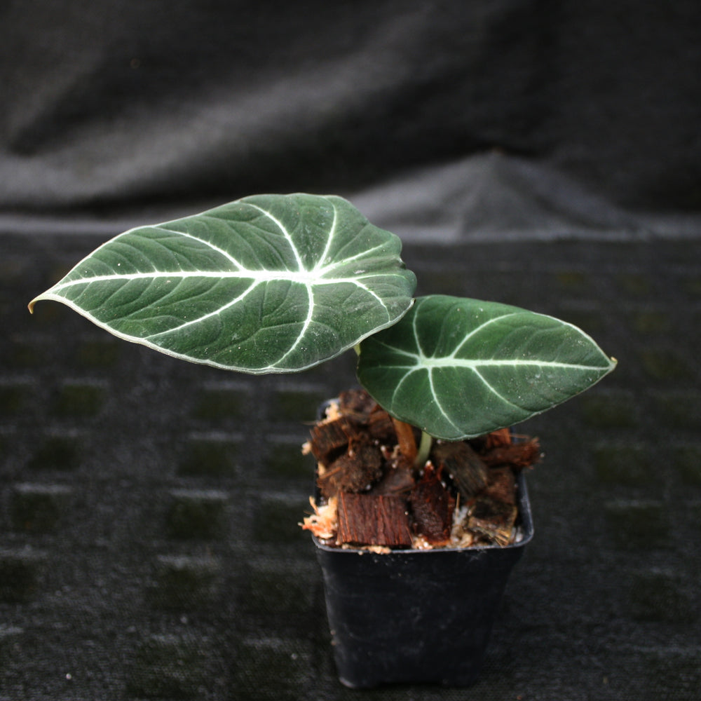 
                      
                        Alocasia reginula 'Black Velvet', Black Velvet Alocasia
                      
                    