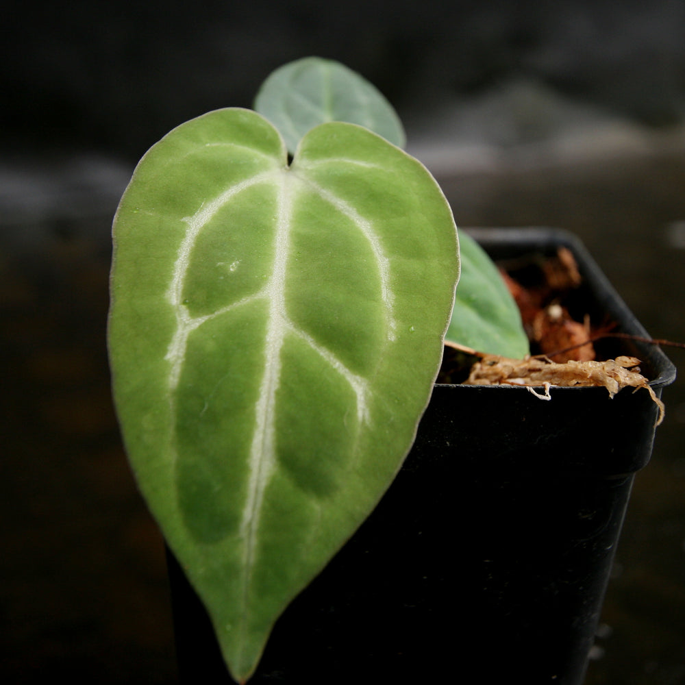 
                      
                        Anthurium crystallinum 'Dark' x carlablackiae, CAR-0229
                      
                    
