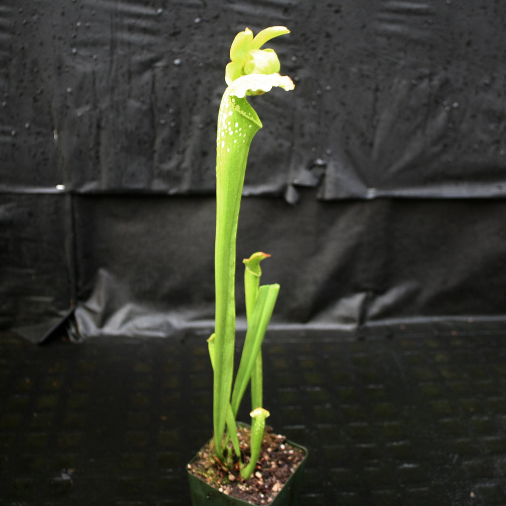 
                      
                        Sarracenia 'Green Monster'
                      
                    