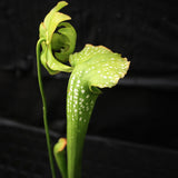 Sarracenia 'Green Monster'