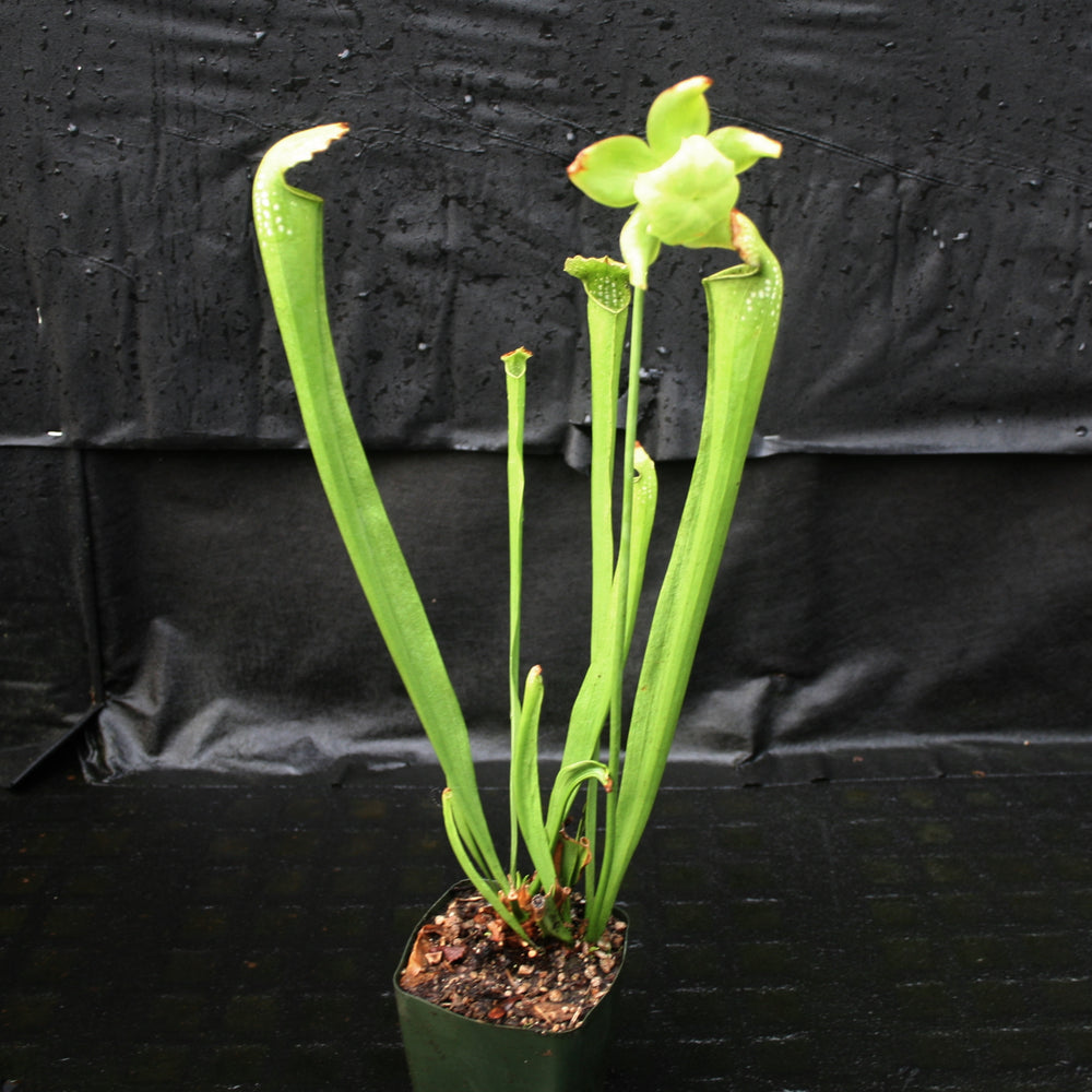 
                      
                        Sarracenia 'Green Monster'
                      
                    
