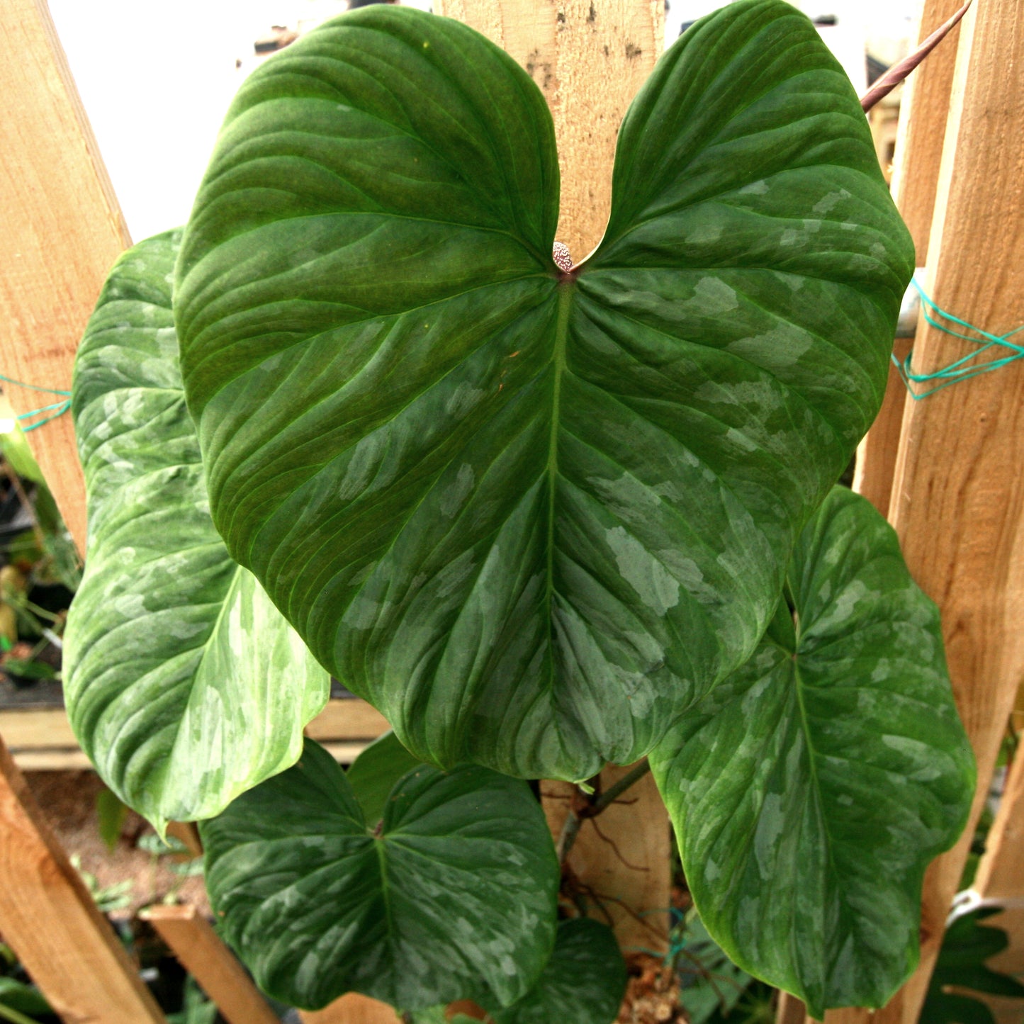 majestic philodendron Philodendron Majestic (sodiroi x verrucosum) – Carnivero