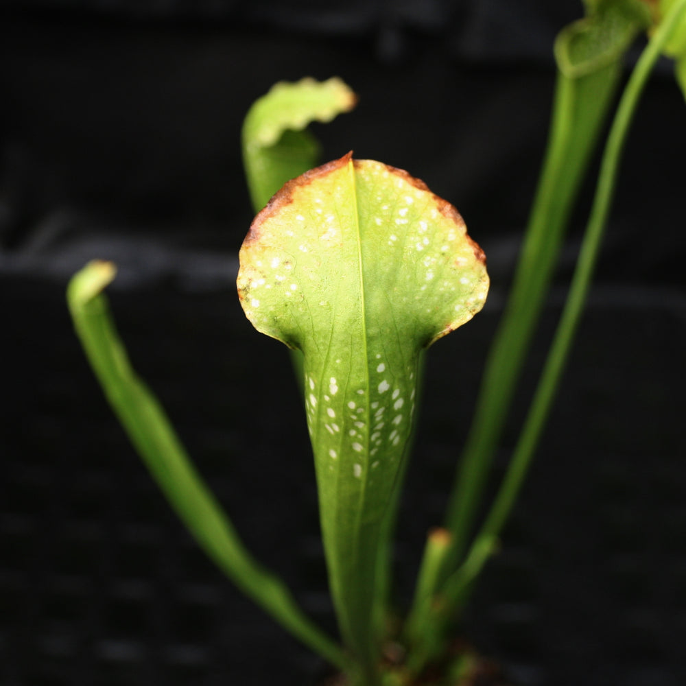 
                      
                        Sarracenia 'Green Monster'
                      
                    