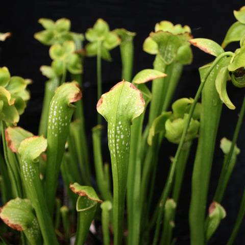 Sarracenia Green Monster with tall green pitchers and white speckles against a dark background.