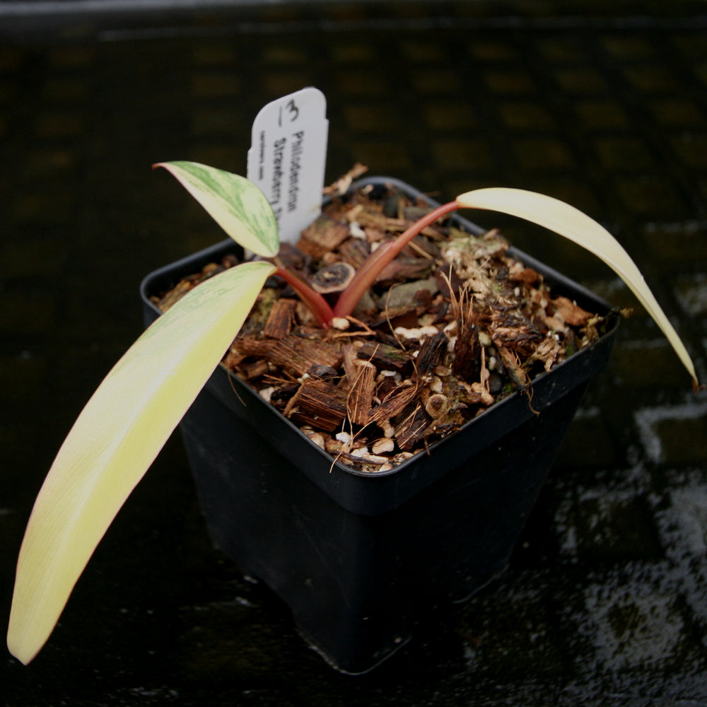 
                      
                        Philodendron Strawberry Shake - Exact Plant
                      
                    
