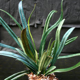 Microsorum thailandicum, Blue Oil Fern