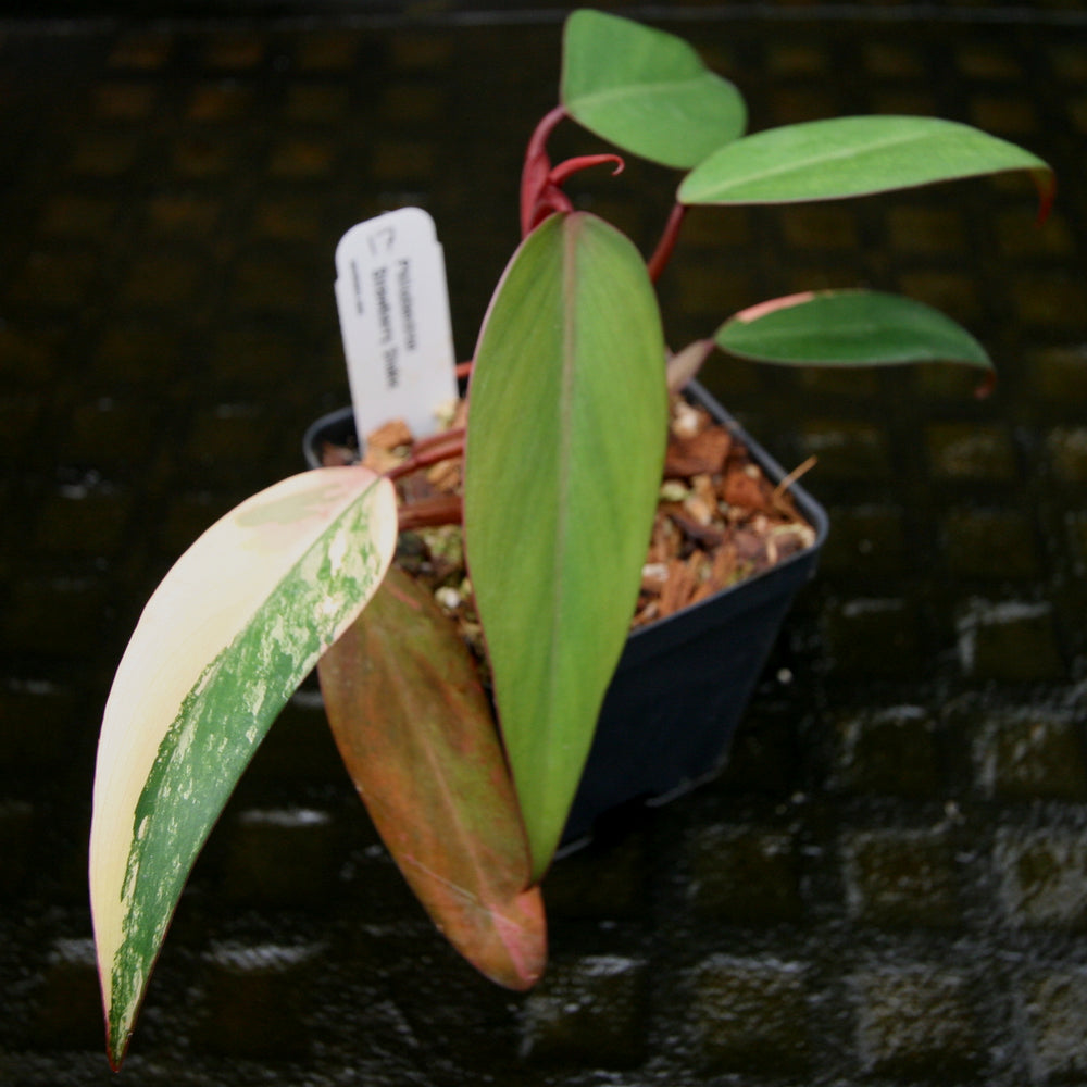 
                      
                        Philodendron Strawberry Shake - Exact Plant
                      
                    