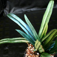 Microsorum thailandicum, Blue Oil Fern