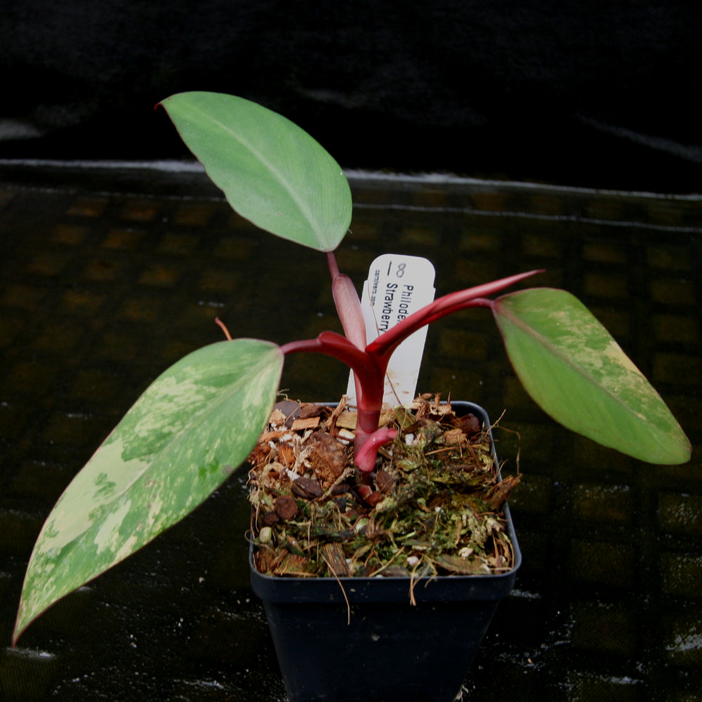 
                      
                        Philodendron Strawberry Shake - Exact Plant
                      
                    
