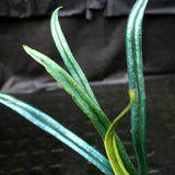 Microsorum thailandicum, Blue Oil Fern