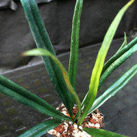 Microsorum thailandicum, Blue Oil Fern