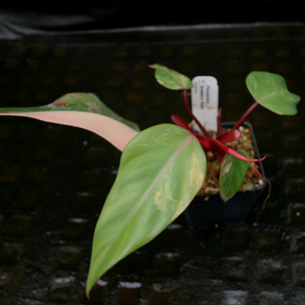 
                      
                        Philodendron Strawberry Shake - Exact Plant
                      
                    