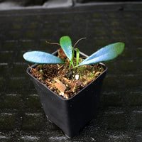 Microsorum thailandicum, Blue Oil Fern