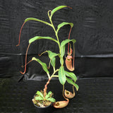 Nepenthes 'Splendid Diana' x veitchii "Pink Candy Cane", CAR-0032