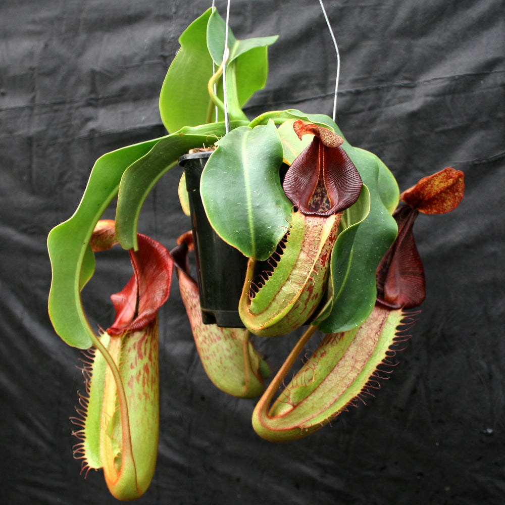 
                      
                        Nepenthes (Rokko x boschiana) x veitchii, CAR-0122
                      
                    