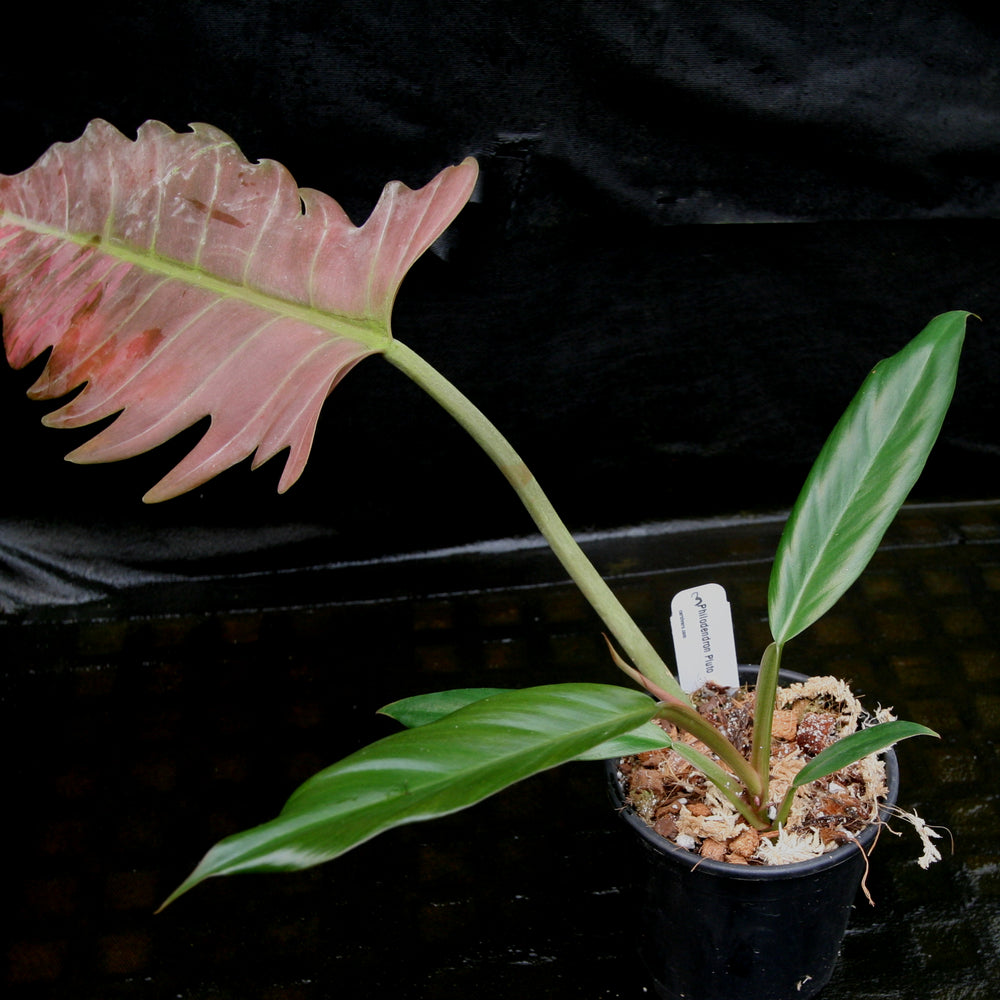 philodendron pluto Philodendron Pluto (reverted Caramel Marble) – Carnivero