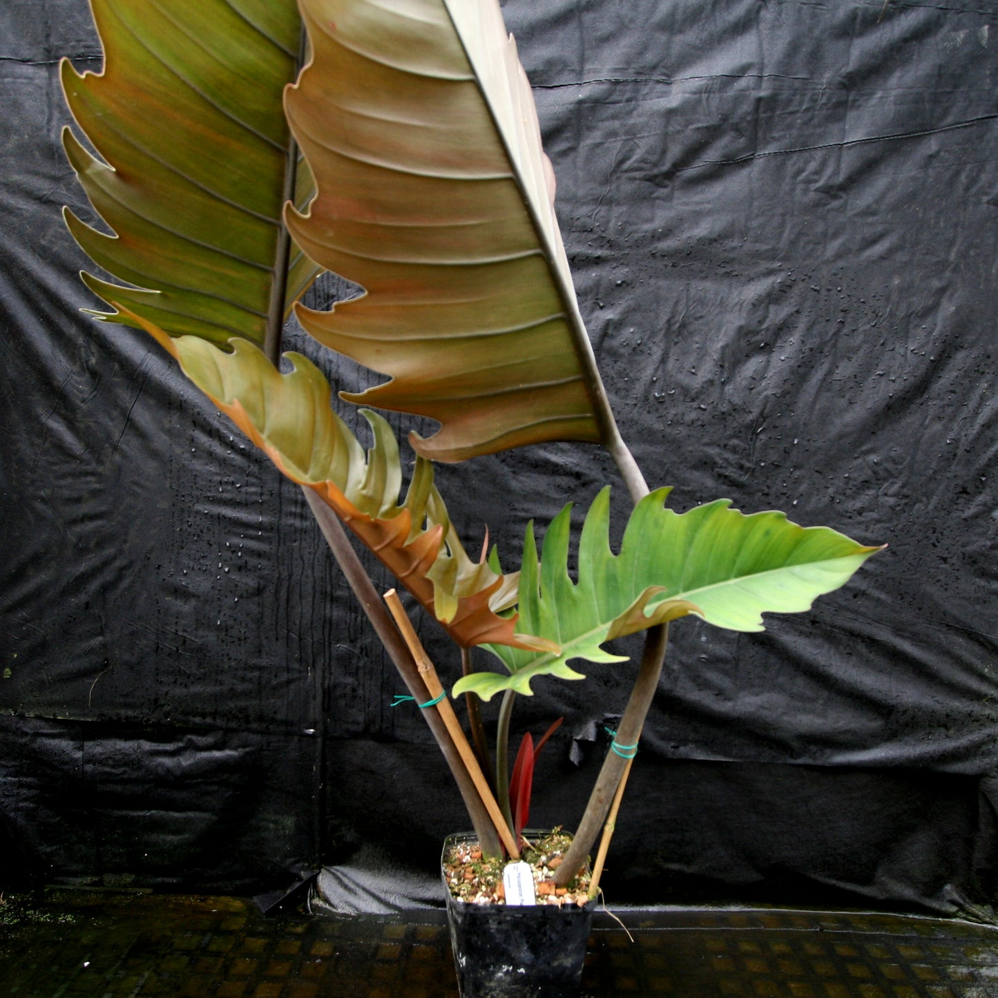 philodendron pluto care Philodendron Pluto (reverted Caramel Marble) – Carnivero