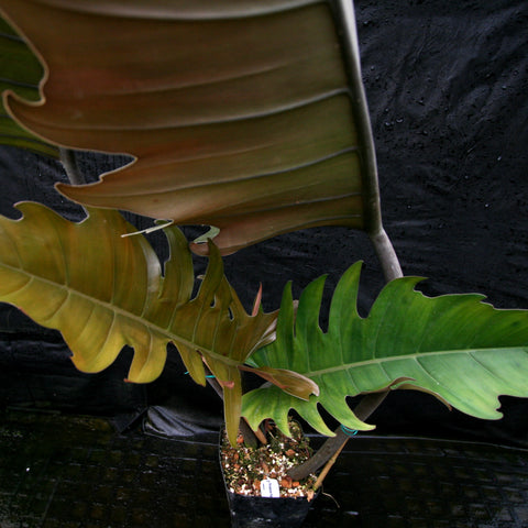 Philodendron Pluto plant with large lobed leaves, one bronze toned and another green, in a black pot.