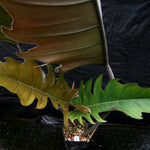 Philodendron Pluto (reverted Caramel Marble)