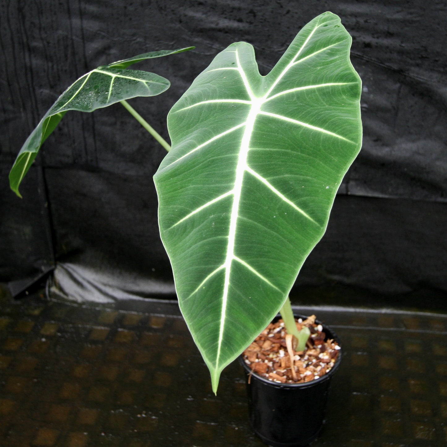 frydek elephant ear plant Alocasia 'Frydek', Green Velvet Alocasia Elephant Ear – Carnivero