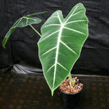 Alocasia 'Frydek', Green Velvet Alocasia Elephant Ear