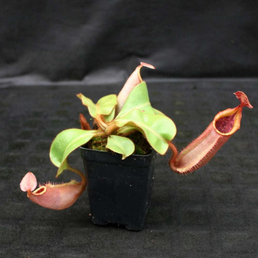 
                      
                        Nepenthes veitchii (#5 x "The Wave"), CAR-0062
                      
                    