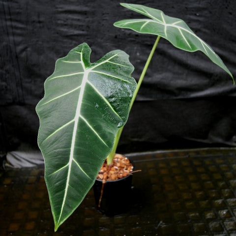 Alocasia Frydek leaf with vivid white veins and glossy dark green surface.
