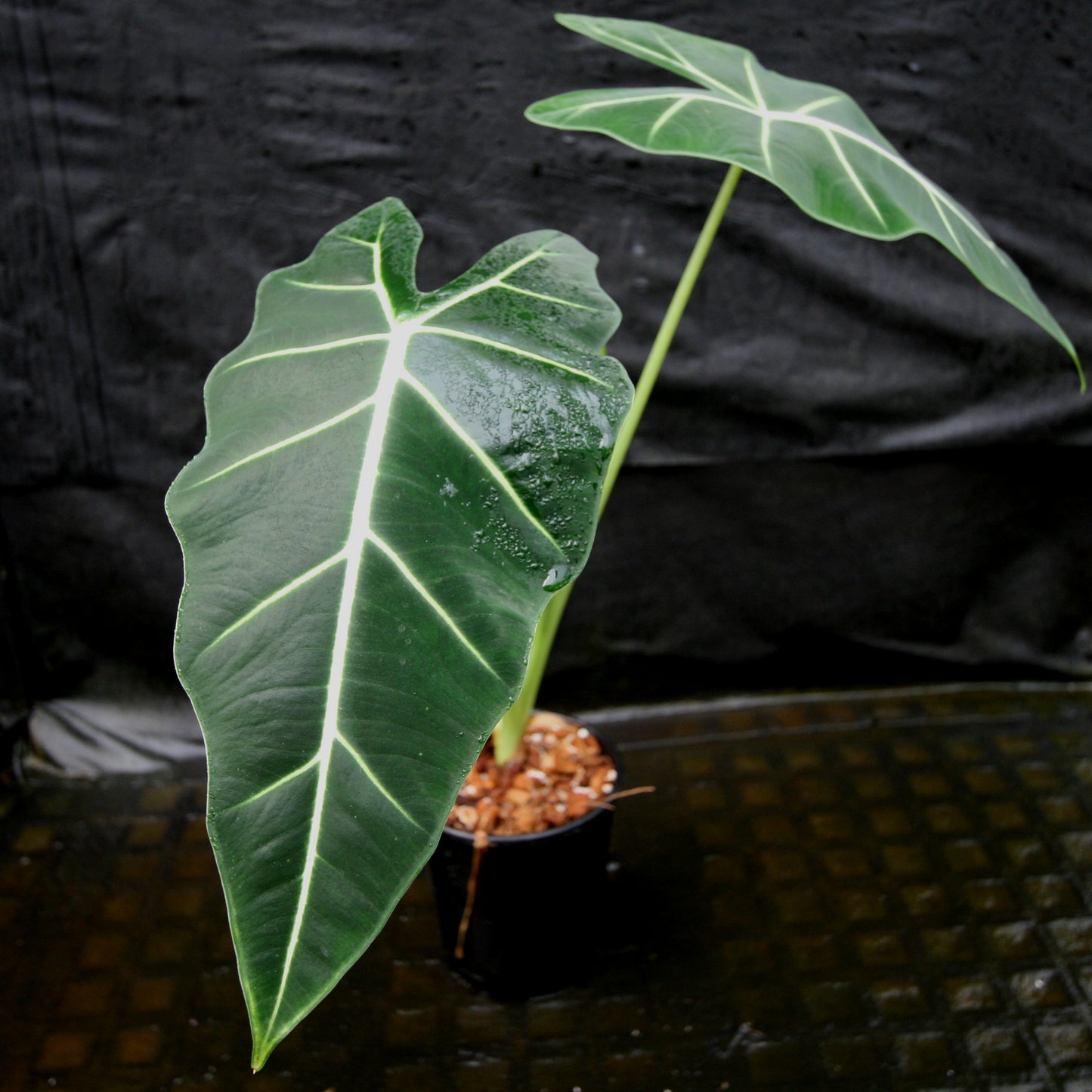 Alocasia 'Frydek', Green Velvet Alocasia Elephant Ear