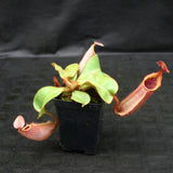 Nepenthes veitchii (#5 x "The Wave"), CAR-0062