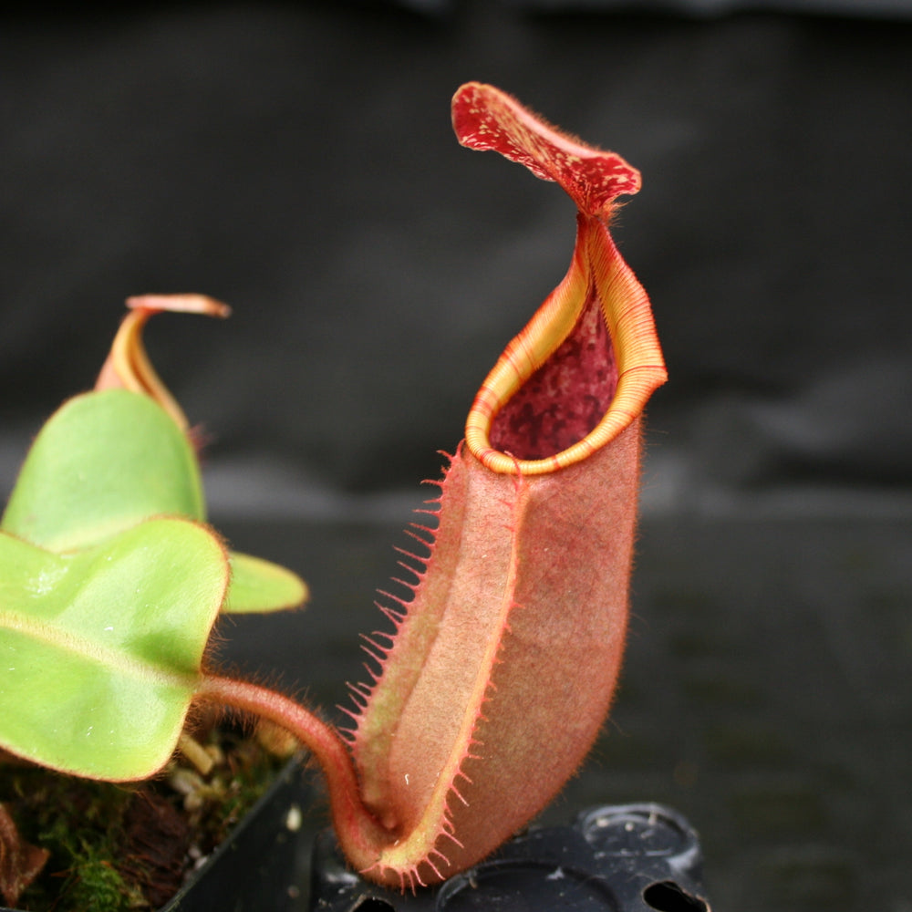 
                      
                        Nepenthes veitchii (#5 x "The Wave"), CAR-0062
                      
                    