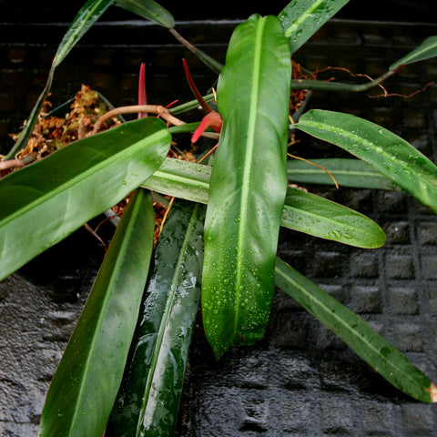 Philodendron bicolor with broad glossy green leaves and a pale central midrib against a dark background