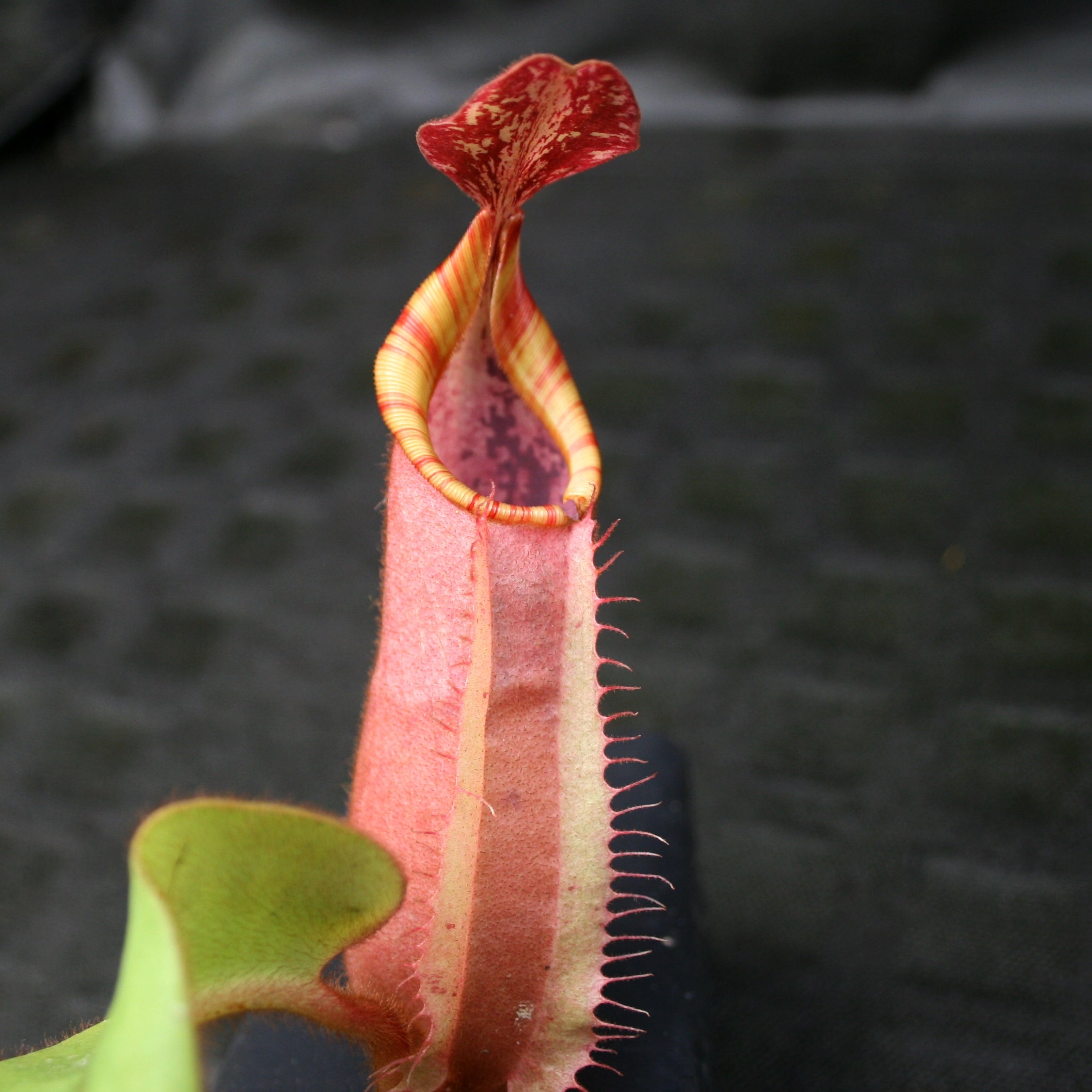 Nepenthes veitchii (#5 x 
