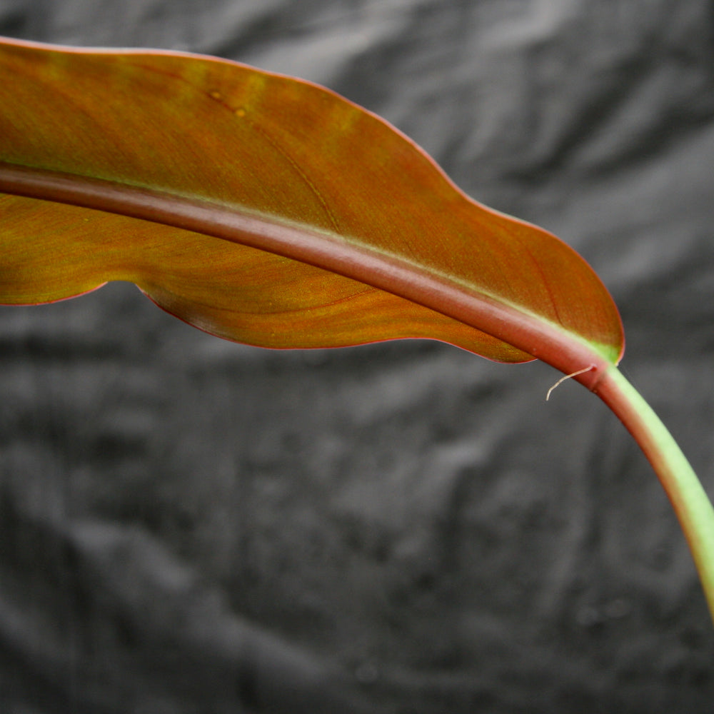 
                      
                        Philodendron bicolor
                      
                    