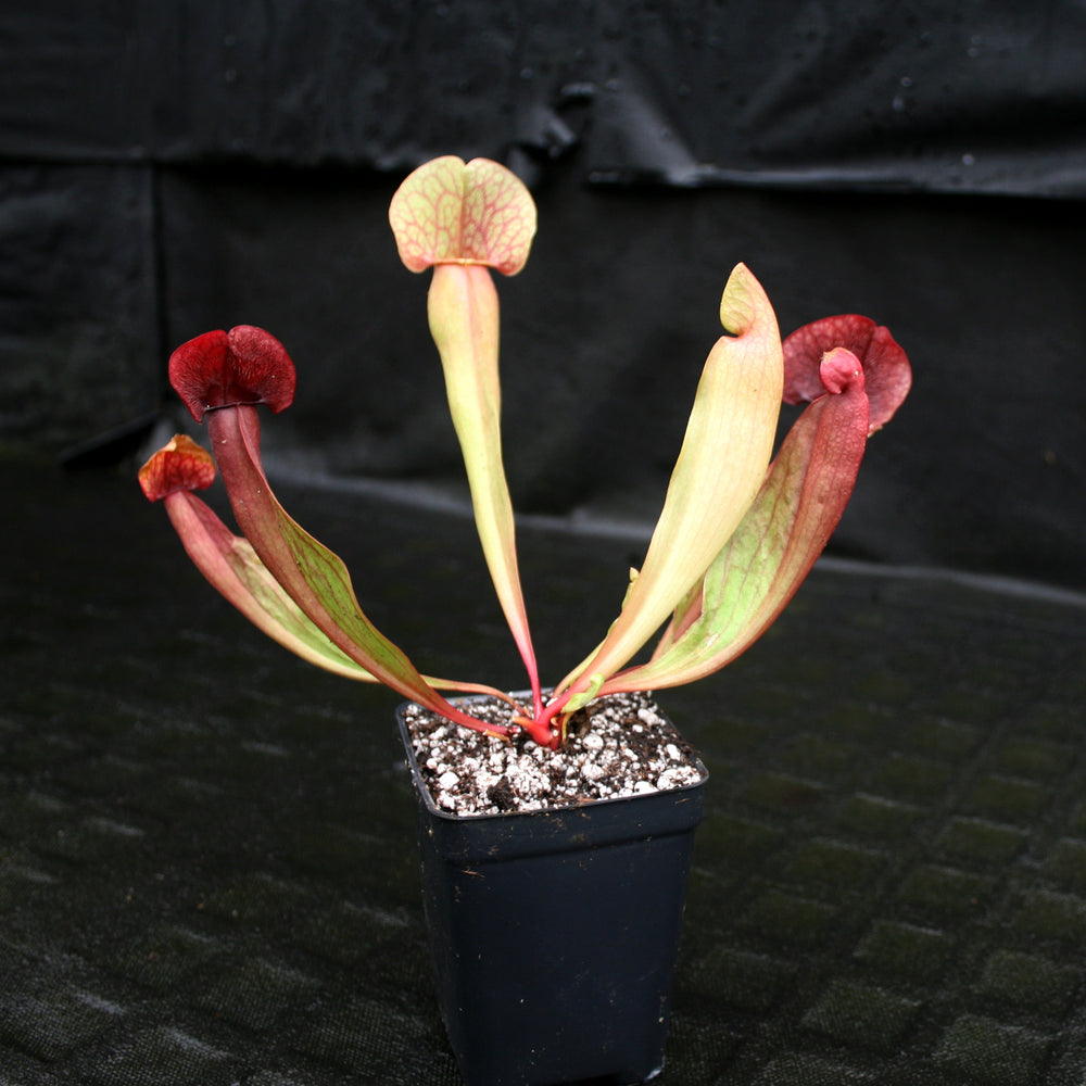 
                      
                        Sarracenia x Swaniana
                      
                    