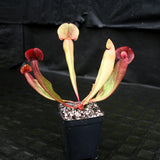 Sarracenia x Swaniana