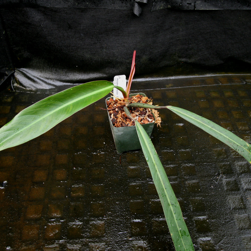 
                      
                        Philodendron bicolor
                      
                    