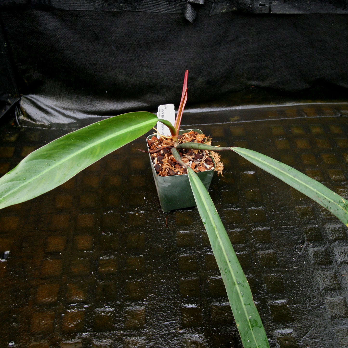 philodendron bicolor care Philodendron bicolor – Carnivero