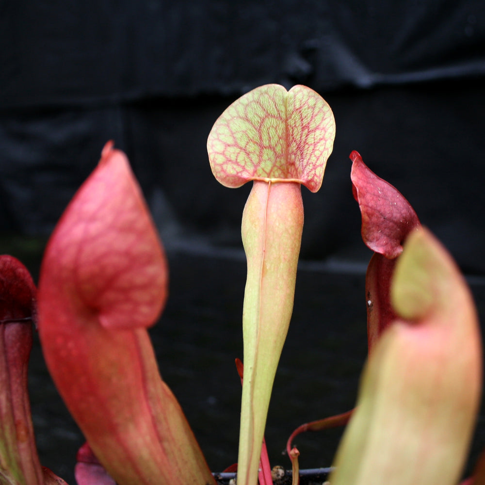 
                      
                        Sarracenia x Swaniana
                      
                    