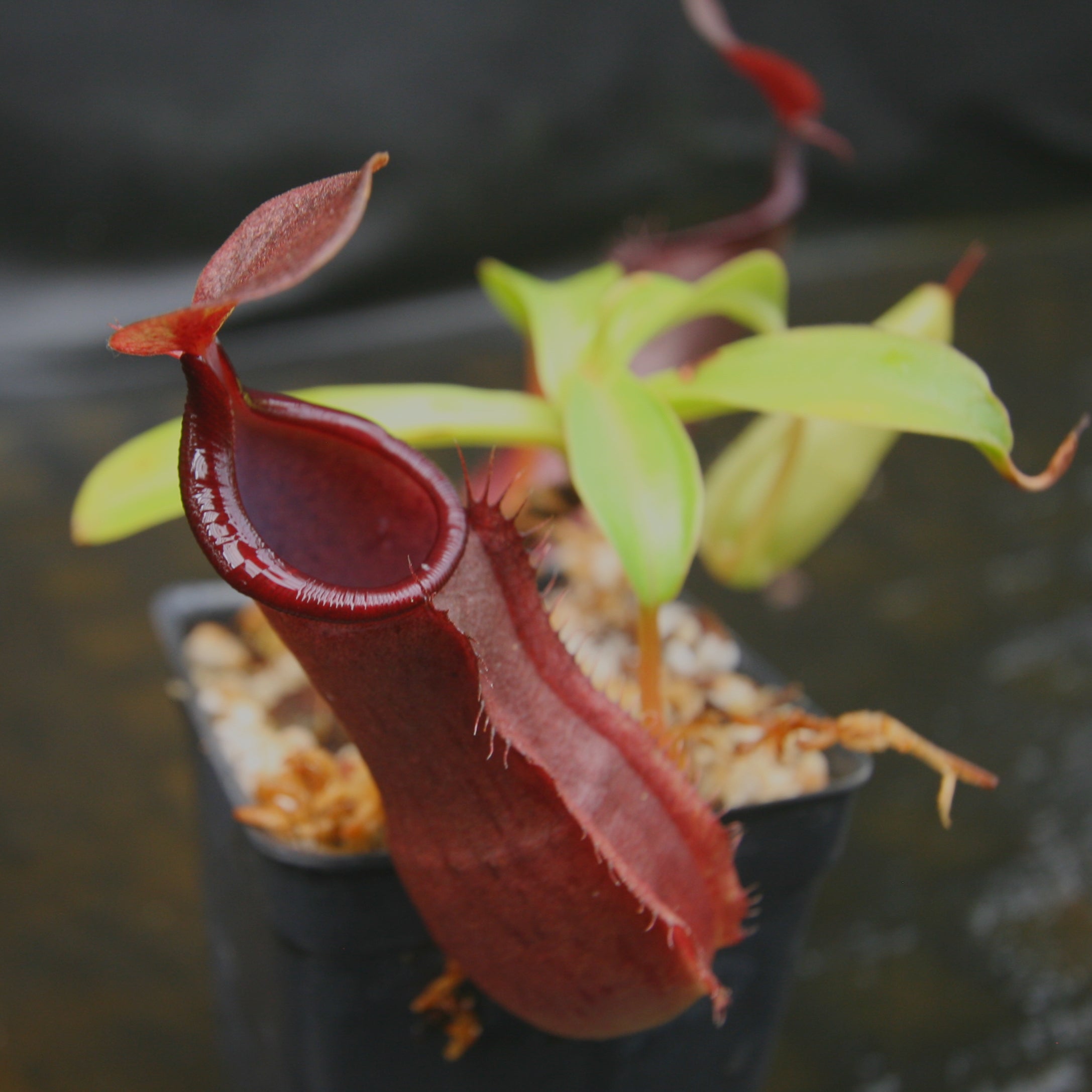 Nepenthes spathulata x tobaica, BE-3794 – Carnivero