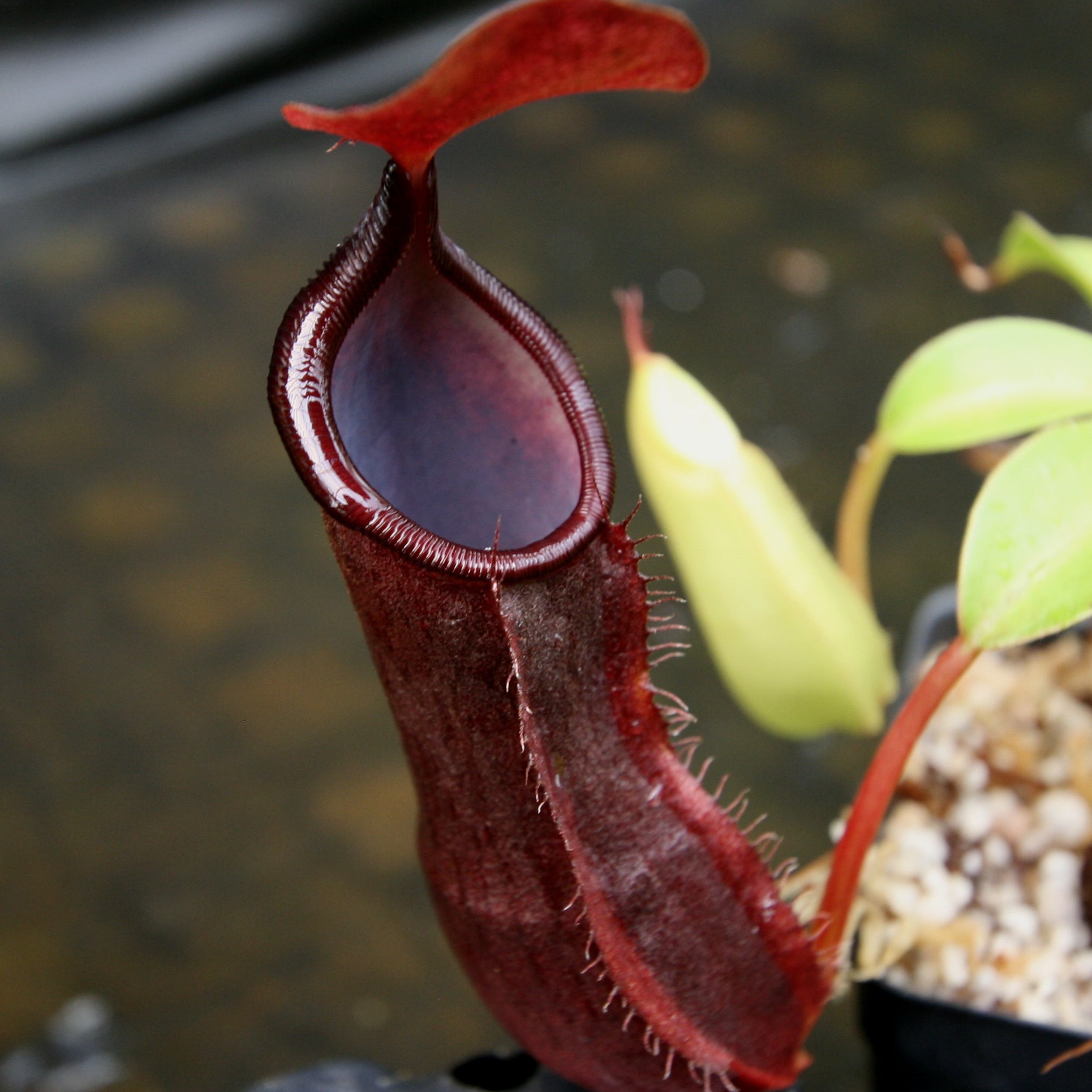 Nepenthes spathulata x tobaica, BE-3794 – Carnivero