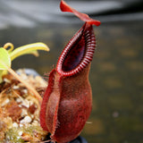 Nepenthes spathulata x diabolica