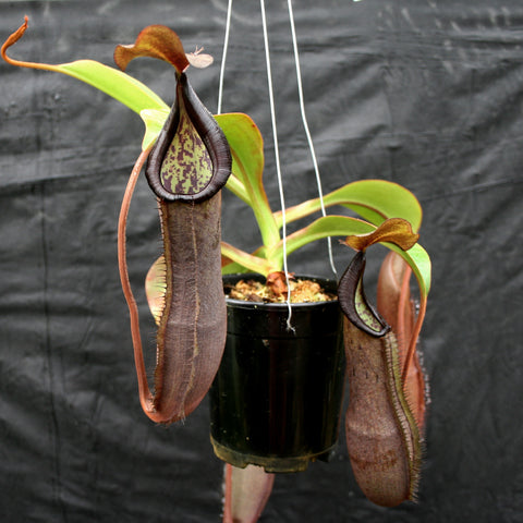 Nepenthes maxima x ramispina BE-3740 pitcher plants with two tall brown pitchers and green leaves against a dark backdrop.