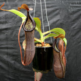Nepenthes maxima x ramispina, BE-3740