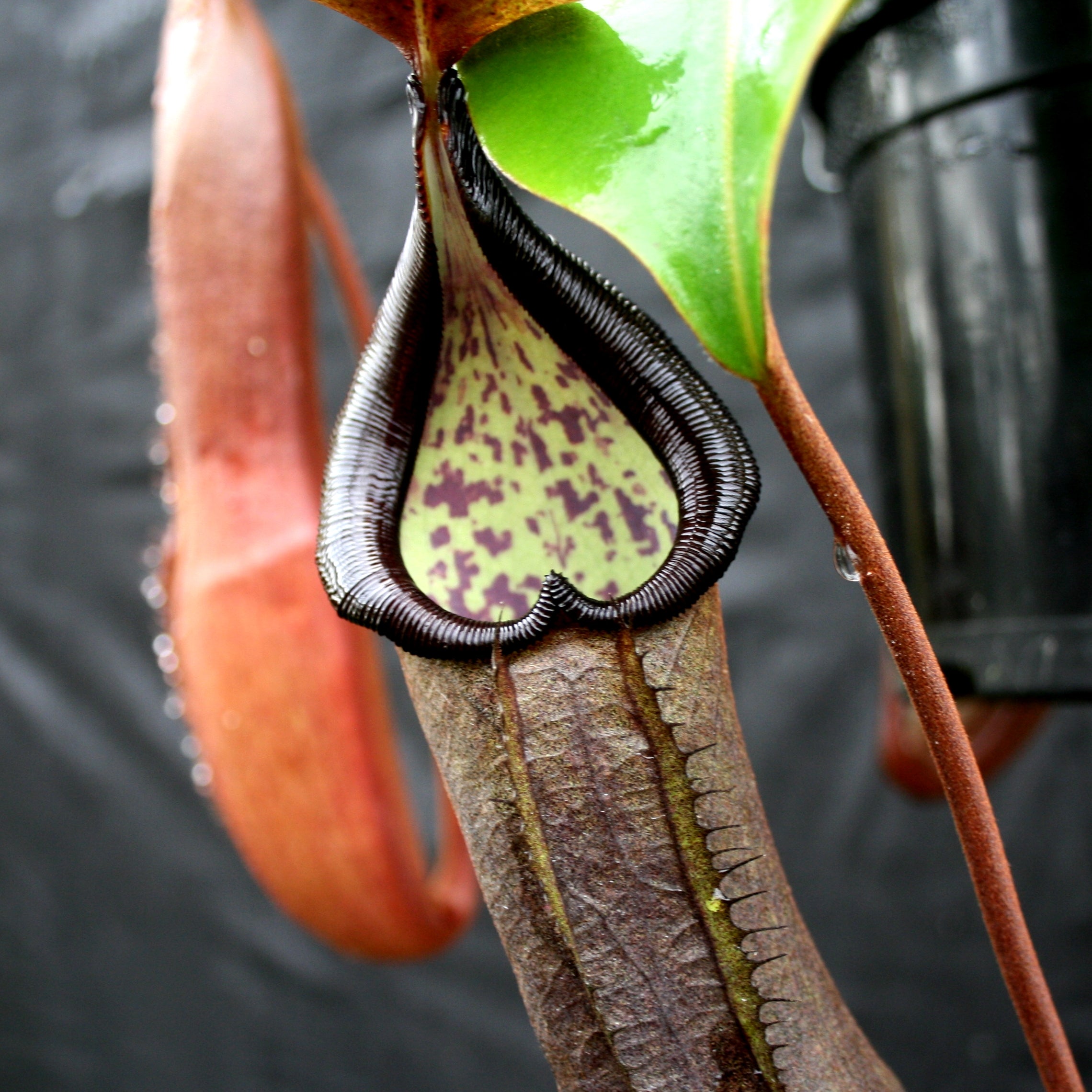 Amazon.com : QAUZUY GARDEN 100 Rare Red Nepenthes Seeds