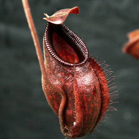 Close up of a dark crimson Nepenthes aristolochioides x diabolica pitcher with ribbed black peristome and curved lid