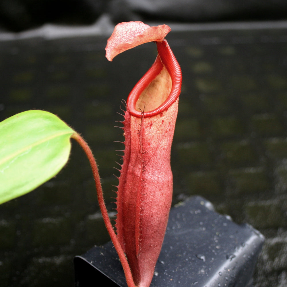 
                      
                        Nepenthes Song of Melancholy x mira, CAR-0124, pitcher plant, carnivorous plant, collectors plant, large pitchers, rare plants
                      
                    