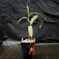 Nepenthes aristolochioides x diabolica