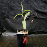 Nepenthes aristolochioides x diabolica