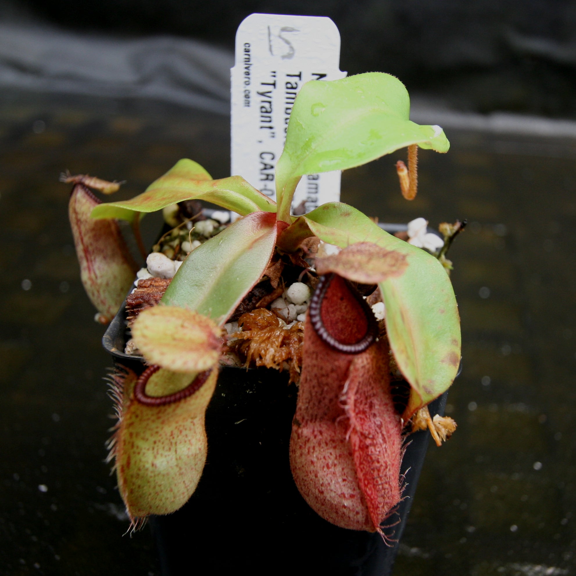 Nepenthes hamata Tambusisi x truncata 